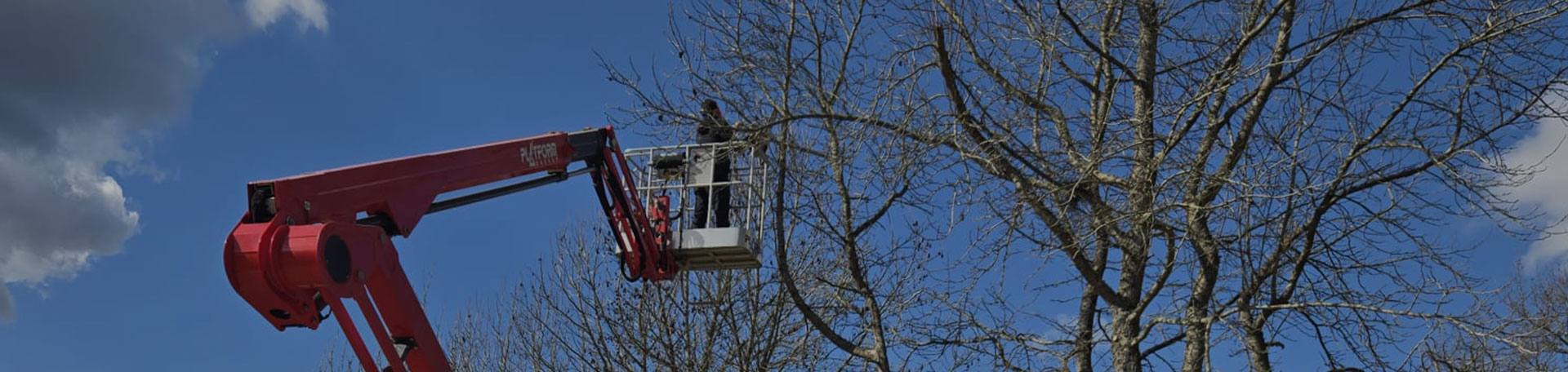 Élagage et abattage d'arbres près de Honfleur